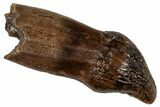 Cretaceous Fossil Dinosaur (Thescelosaurus) Tooth - Montana #306576-1